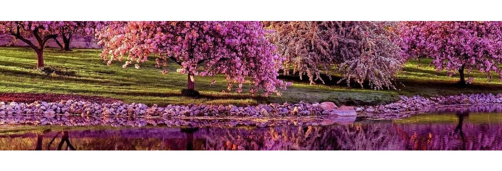 tree-spring-river-blossom-flower